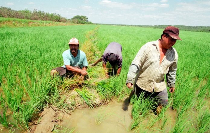 Granos de calidad en Sullana